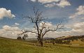 storm tree